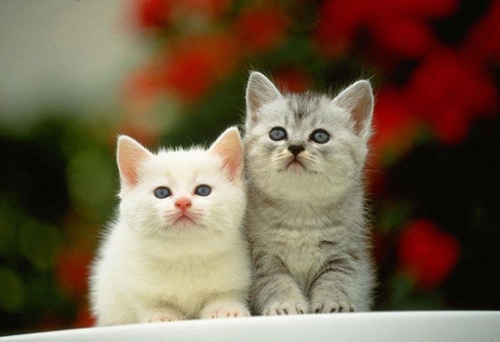 猫白内障：症状、原因、诊断与治疗方法全解析