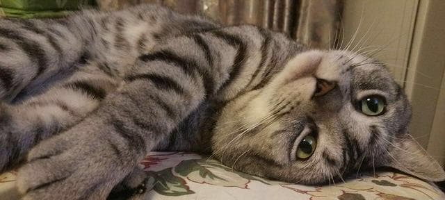 猫咪认主人的表现（从行为到肢体语言）