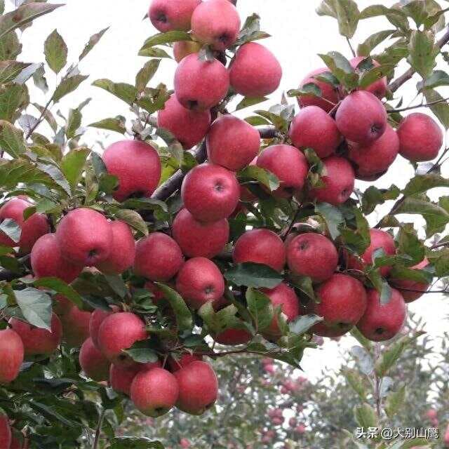 不同果树生长寿命介绍