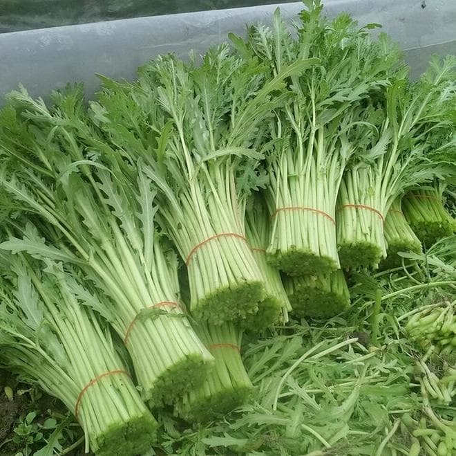 18种最耐阴的蔬菜