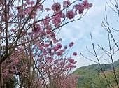 紫花风铃木：中南美洲引进的优质观赏花木