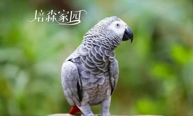 并不是所有鹦鹉都会开口说话哦~