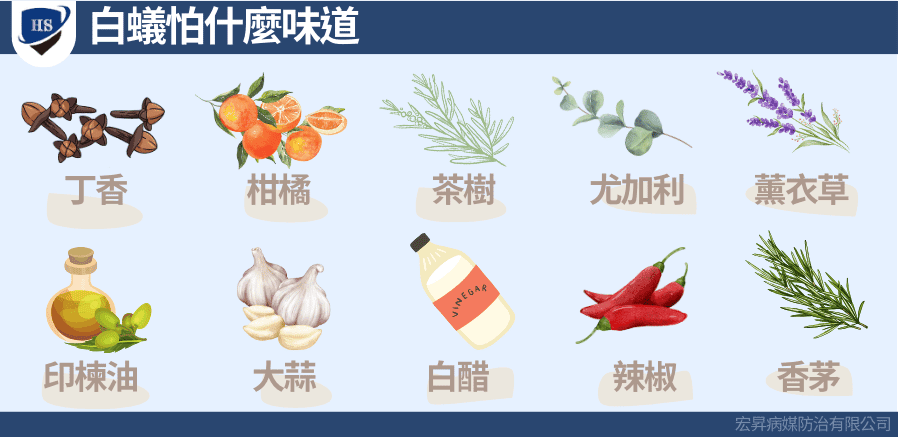 白蚁怕什么味道？用气味成功驱赶与预防白蚁的实用指南