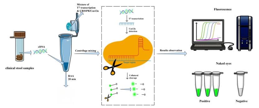 CRISPR/Cas13a与等温扩增技术结合：诺如病毒快速检测的新突破