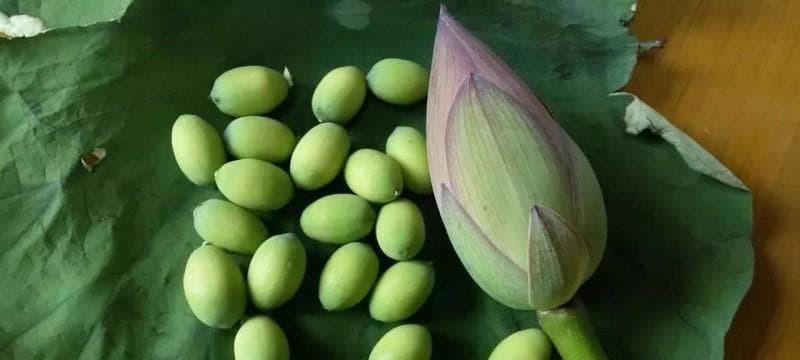 莲子的象征与寓意：东方文化中的多重意蕴