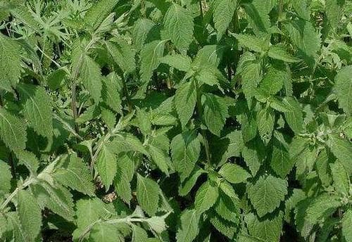 香茶菜的作用与副作用：从传统应用到现代研究