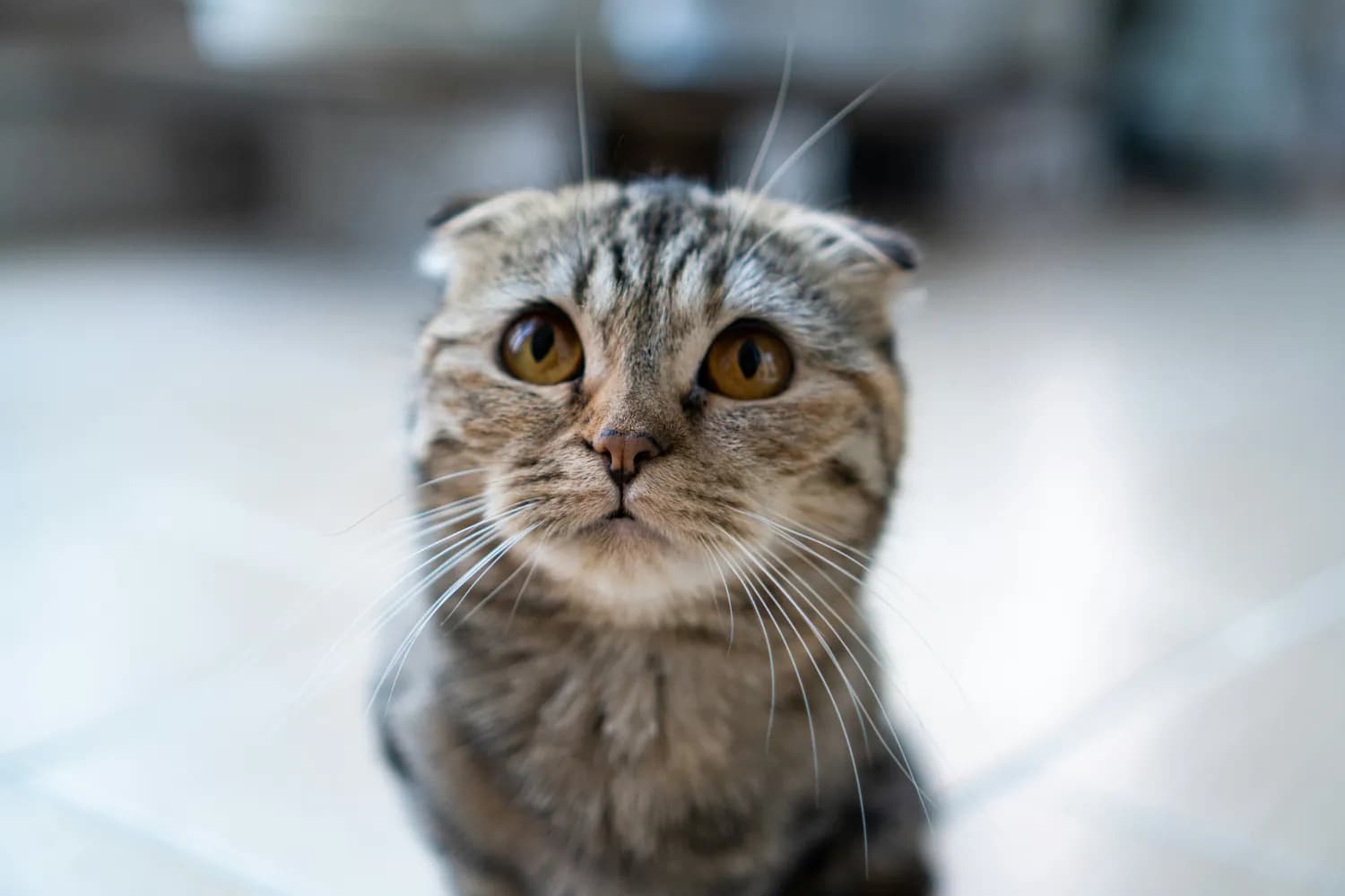 折耳猫吃啥最健康？揭秘猫粮成分