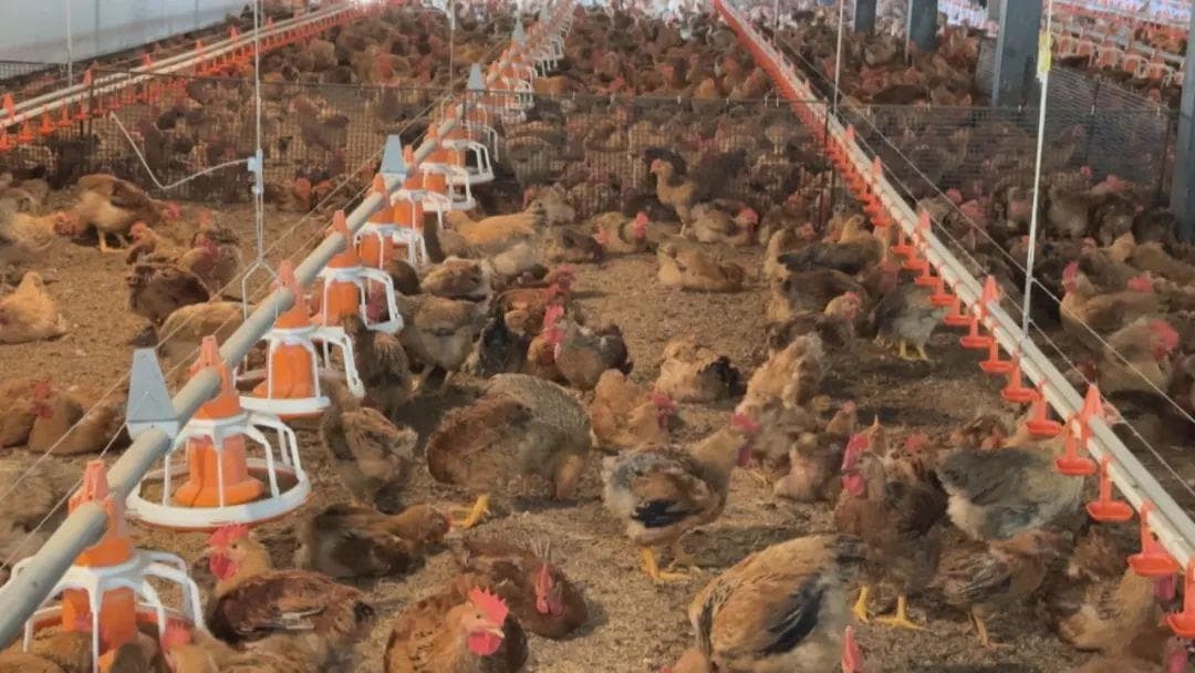 紫云猫营镇：发展生态鸡养殖 助力乡村振兴