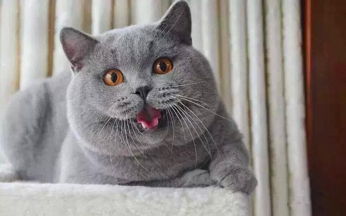 价值61万的阿什拉领衔，全球十大名贵猫咪图鉴