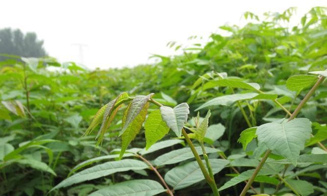 香椿树种植指南：从选址到采摘的全程详解