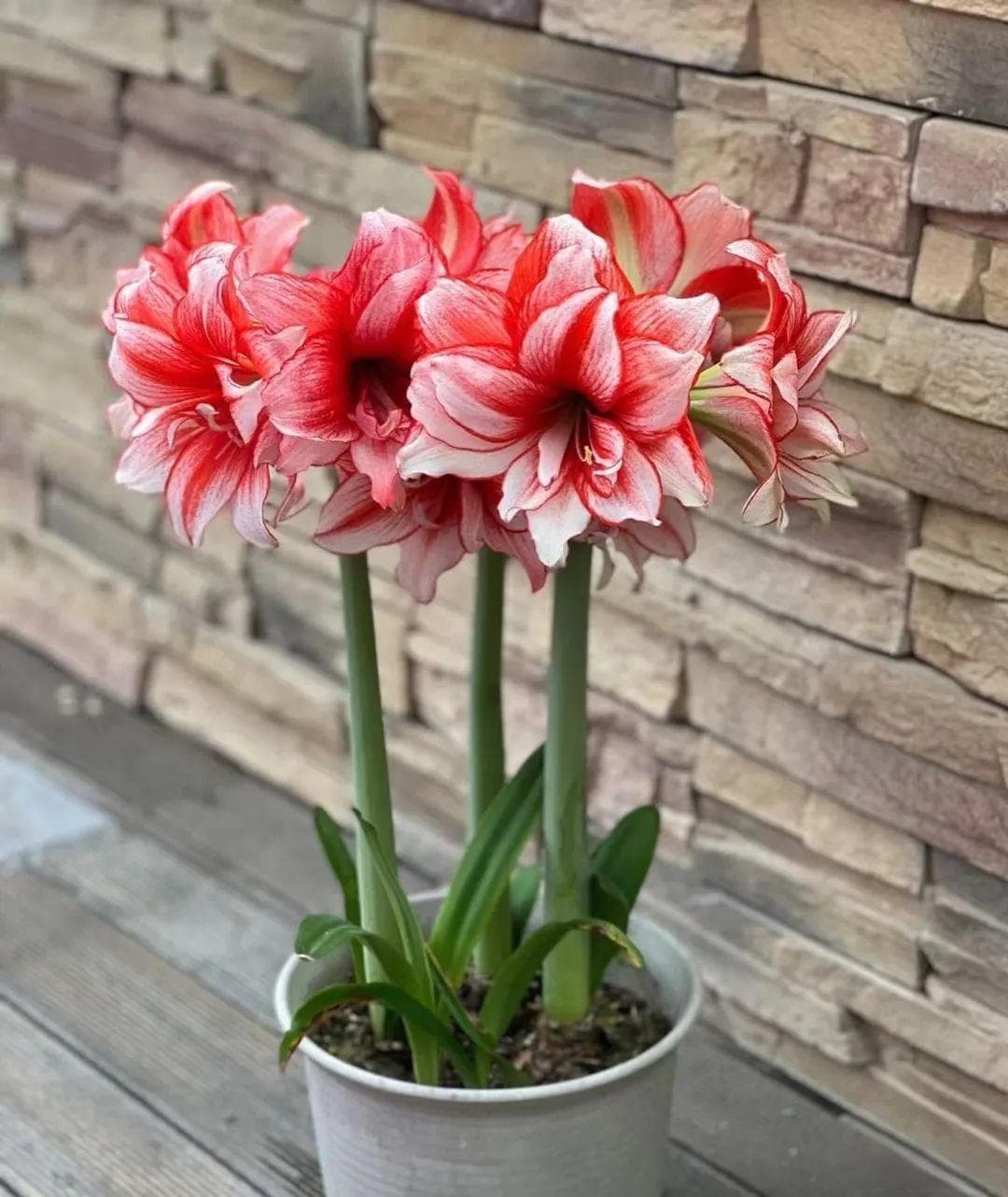 这8种花都喜欢“树皮”，土里扔把树皮，花儿越养越强壮