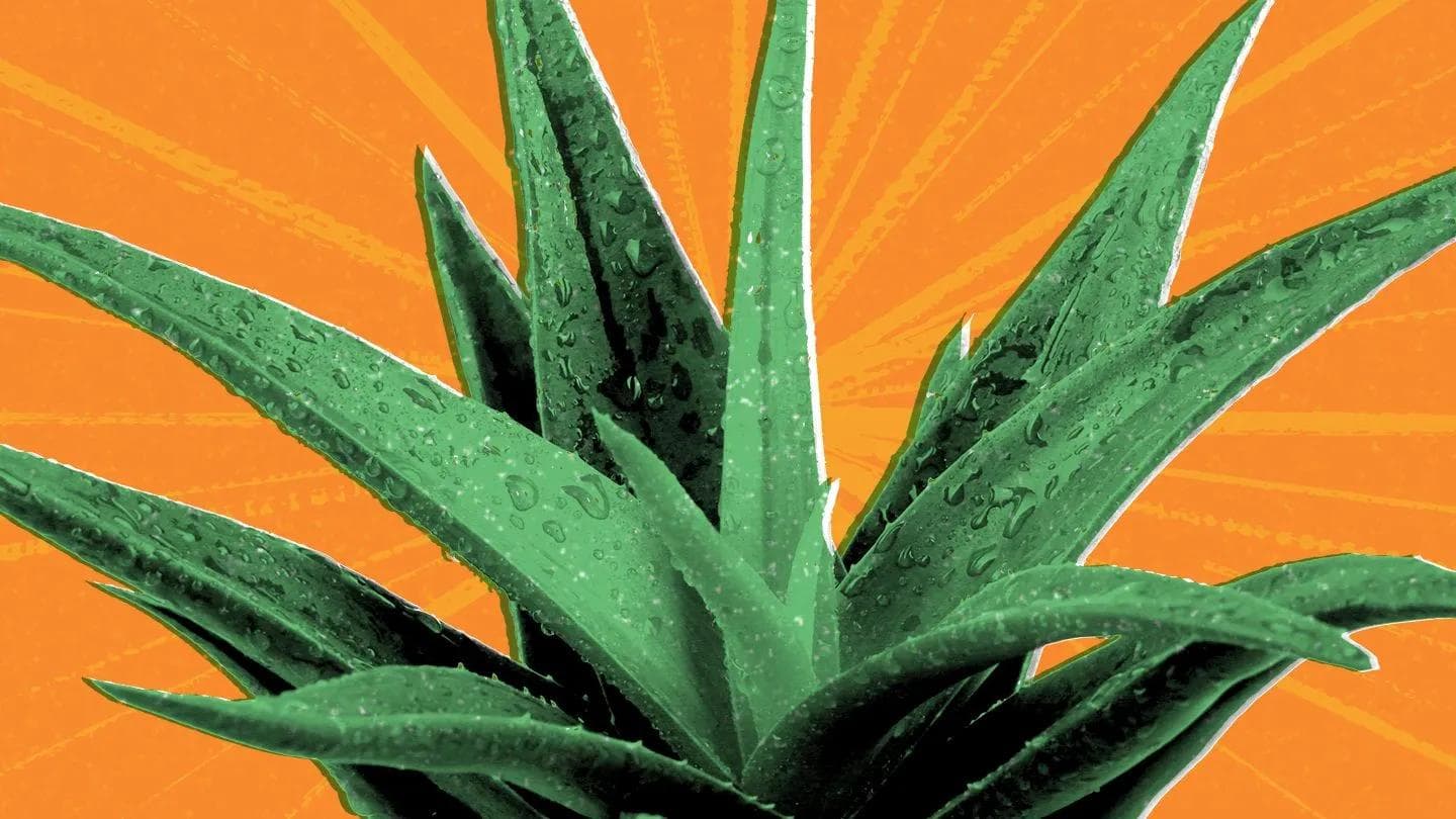 芦荟的八大功效，让你从内到外焕发健康和美丽