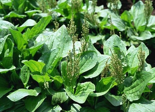 车前草的形态特征、药用价值与食用方法