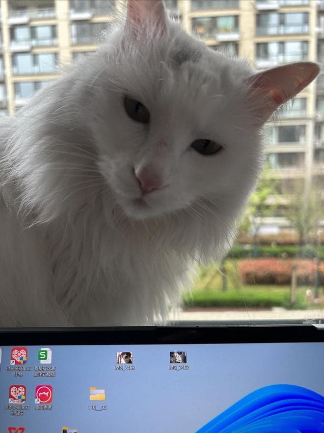 猫草对猫咪的六大好处及六种常见种类