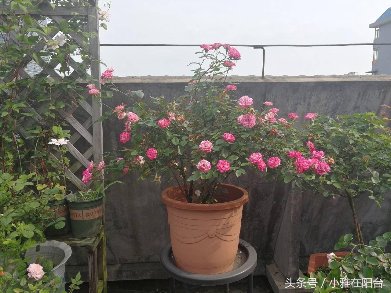 月季玫瑰开花后怎样做？这样修剪一下，新枝条花蕾嗖嗖长