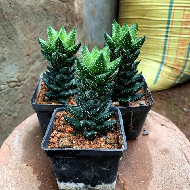 芦荟怎么种植方法和技巧