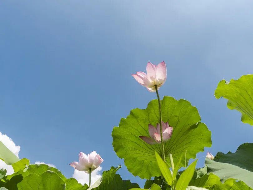 气血不足的人，夏季很难熬！4个穴位3个食疗方，助您把气血补回来~