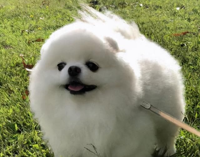 比格犬的健康饮食指南（如何为你的比格犬提供营养丰富的食物？）
