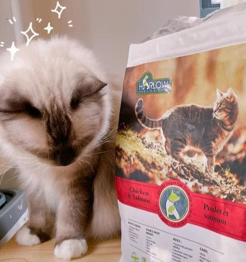 如何判断猫咪需要更换粮食（猫咪健康的重要性及换粮的正确方法）