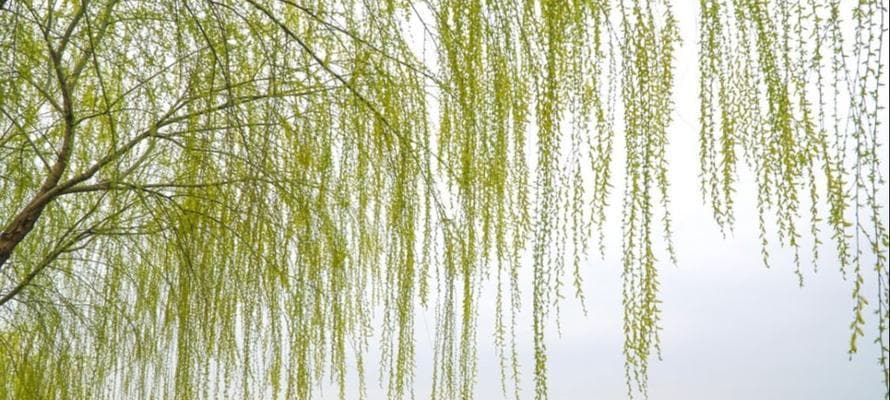 探究柳树的优美之处
