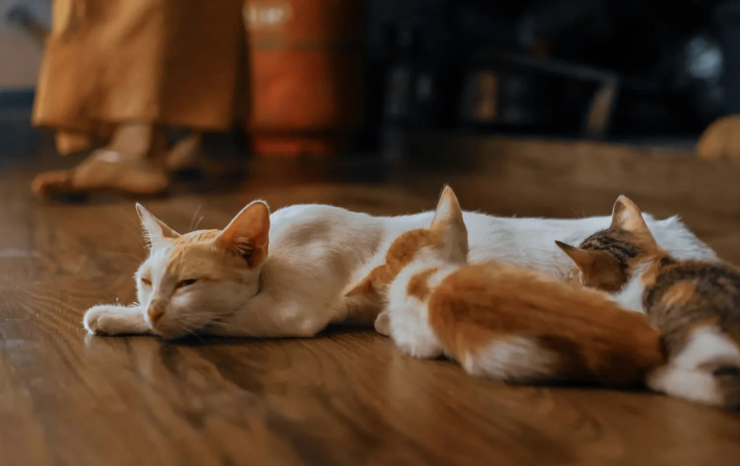 养猫竟成心理治疗新宠？科学数据揭示猫咪带来的心理健康益处