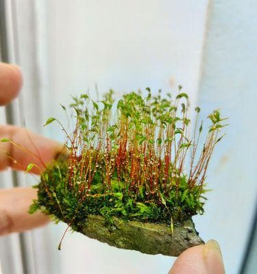 孢子植物如何繁殖？它们的繁殖方式有何特点？