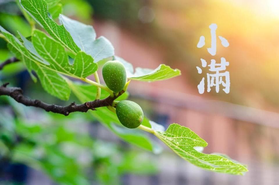 “苦菜秀、靡草死、麦秋至”，解读小满节气物候和传统习俗