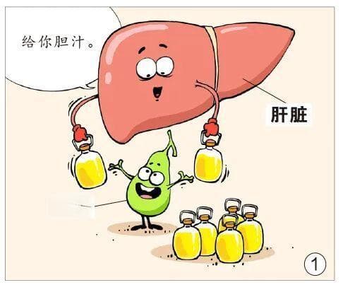 【漫绘科普】当你吃饭时，胆囊和胰腺在干什么？
