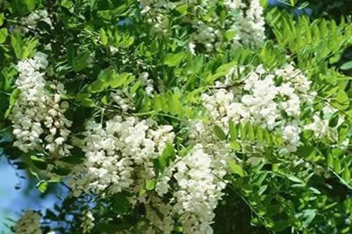 樱花什么季节开