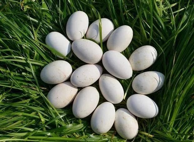 低调却高效的“补药”——鹅蛋的六大功效与食用指南