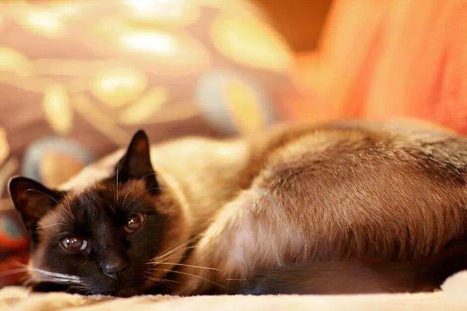 揭秘猫咪的睡眠真相！一天睡多久才健康？