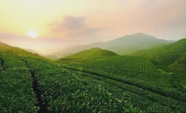 为什么说高山云雾出好茶？