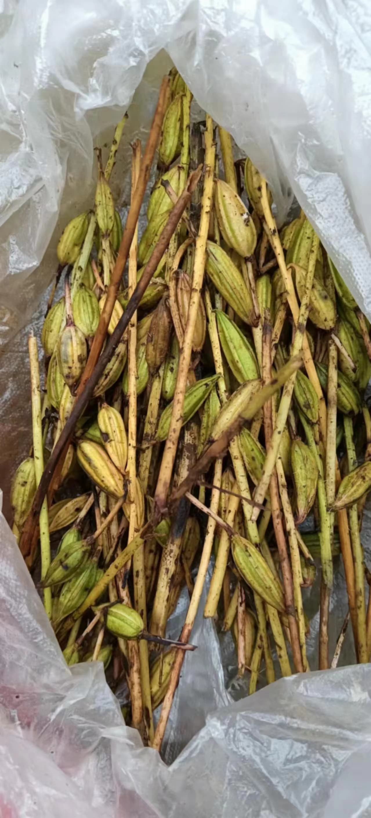 黑龙江省绥化市毛慈菇种子种植基地