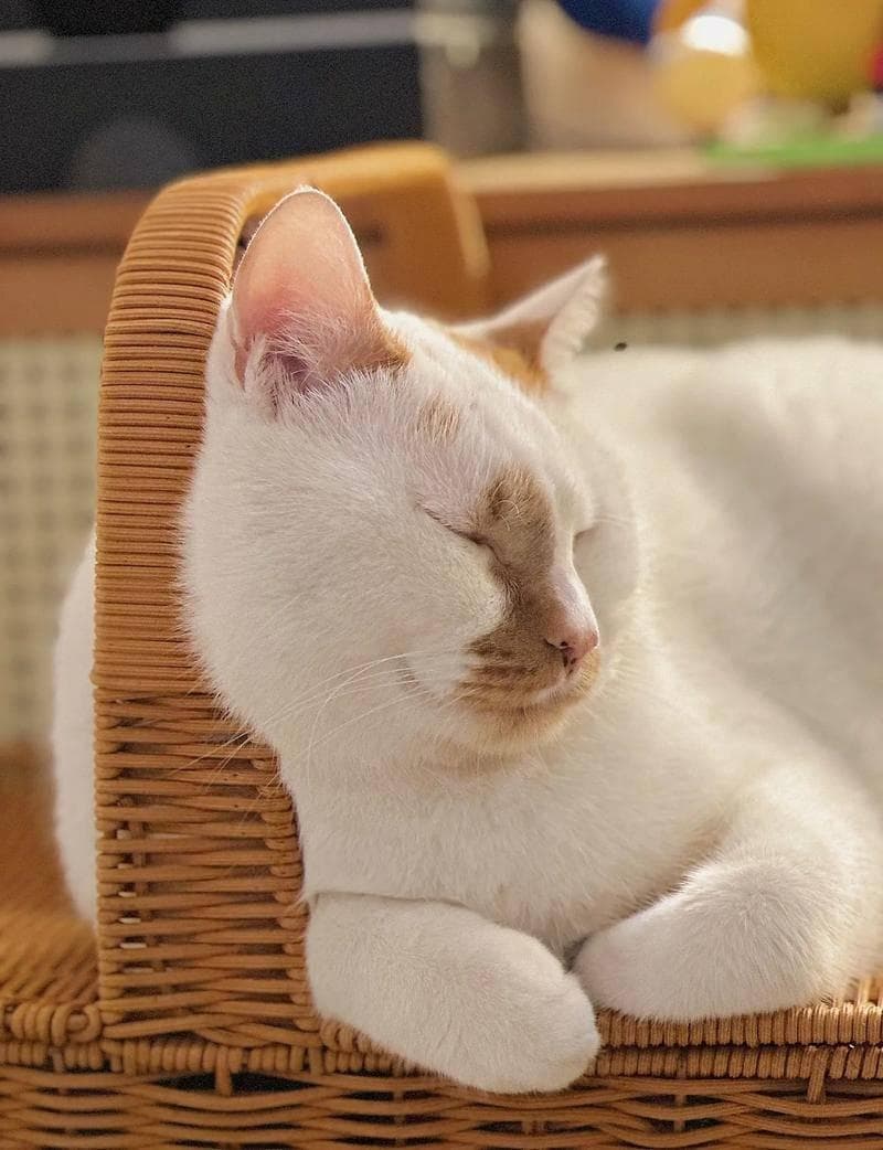 流浪猫基础检查费用详解：从体检到绝育的全流程指南