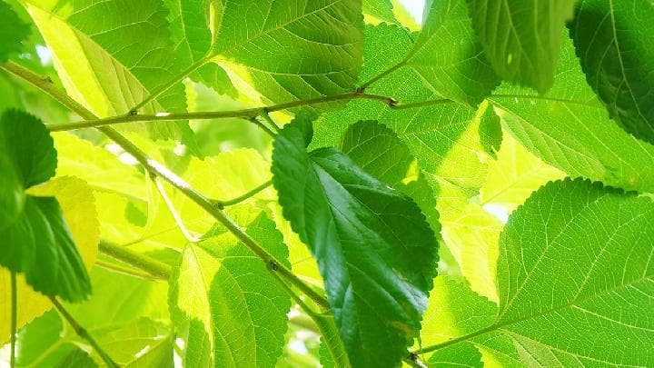 桑叶泡水喝竟有6个害处 盘点桑叶的6大禁忌