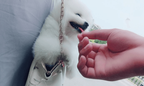 耳洞怎样才算养好