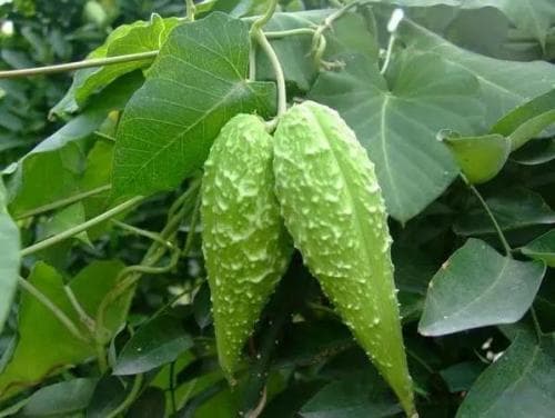 萝藦：既能消肿解毒，又能补虚助阳的中药材