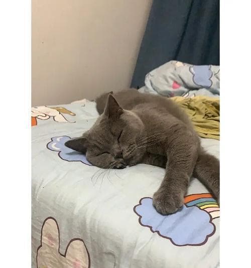 猫咪接种疫苗后的饮食护理指南