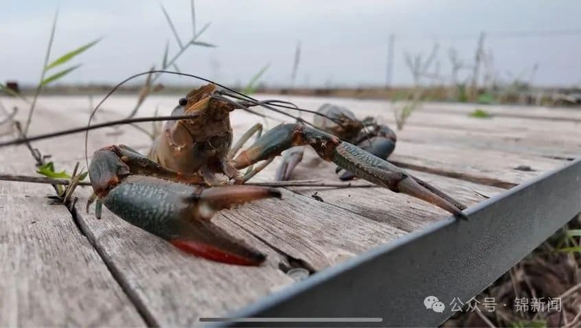 盐碱地里“游进”澳洲淡水龙虾
