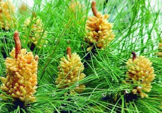 松花粉的副作用与禁忌 常吃松花粉有什么害处