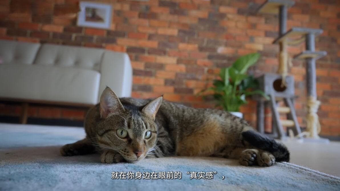 拍猫的5条经验：焦距、光线、时机、视角与参数设置详解