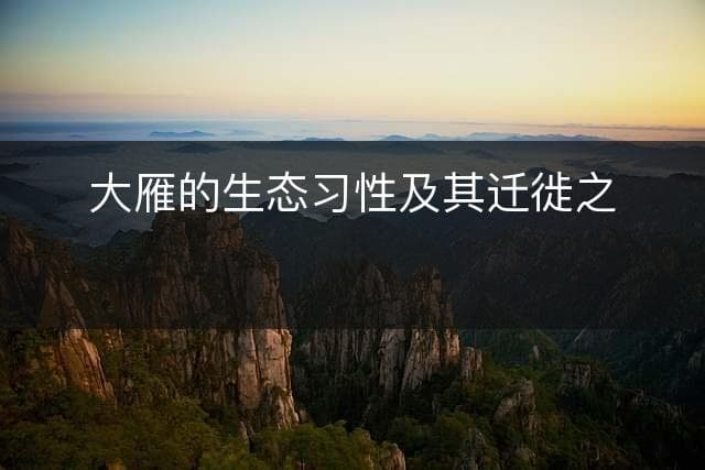 大雁的生态习性及其迁徙之谜