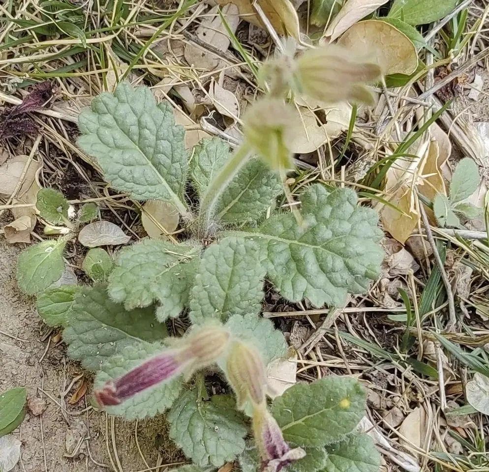 认识地黄：从植株特征到药用价值