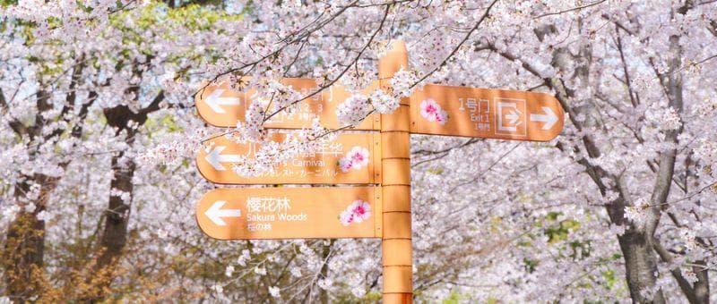 郑州赏樱花攻略：四大赏樱胜地推荐