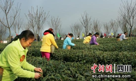 峨眉山：发挥茶叶产业链党组织作用 护航春茶交易