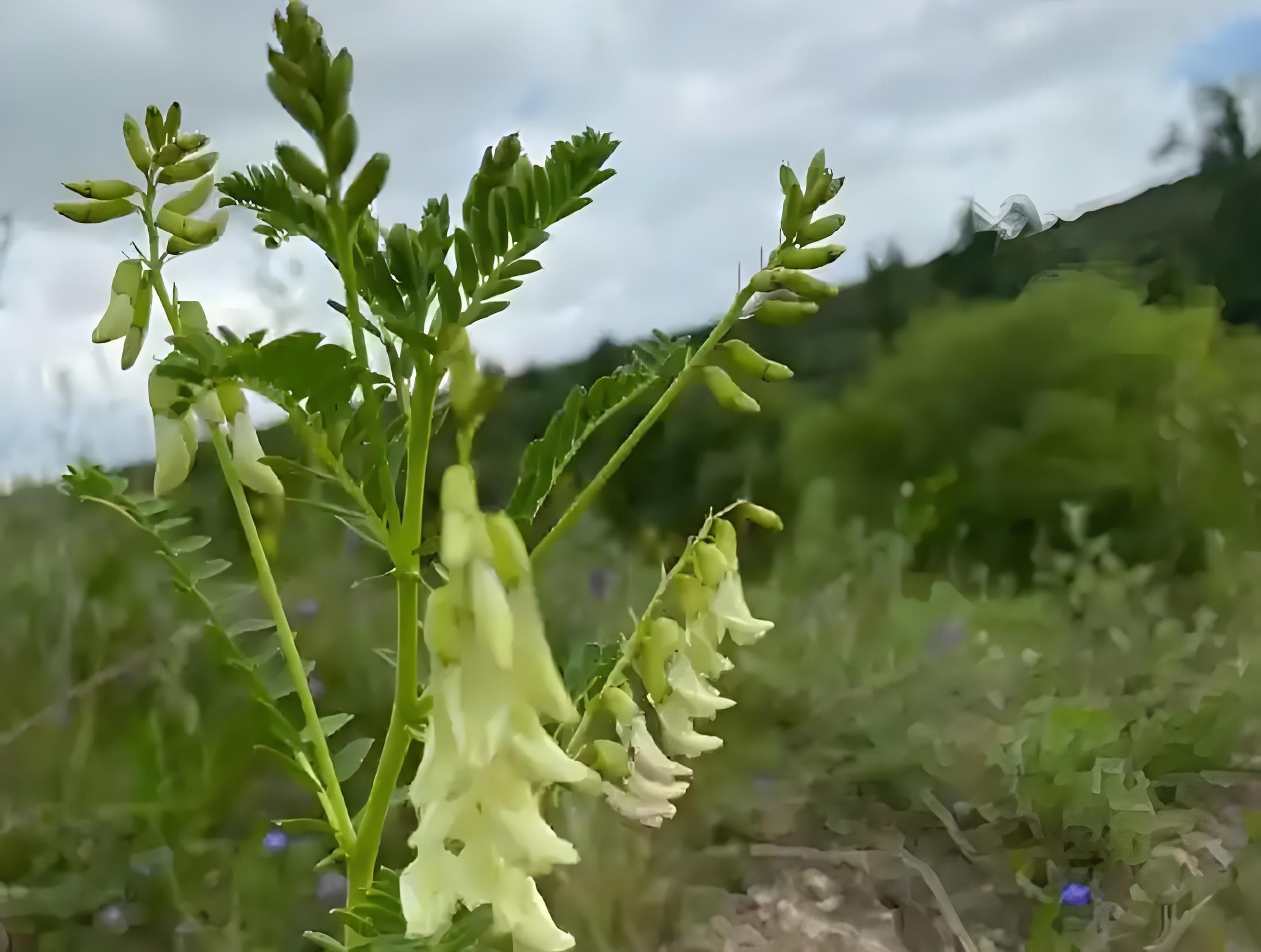 苹果黄芪水的功效
