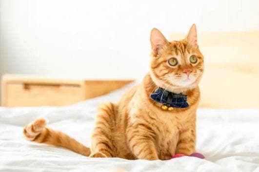 被流浪猫抓伤出血怎么办？专家给出处理指南