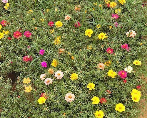 探秘太阳花，美丽而不简单