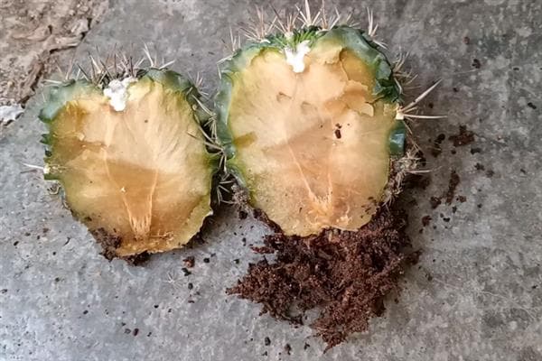 仙人球繁殖指南：切开后的生根与小球繁殖技巧