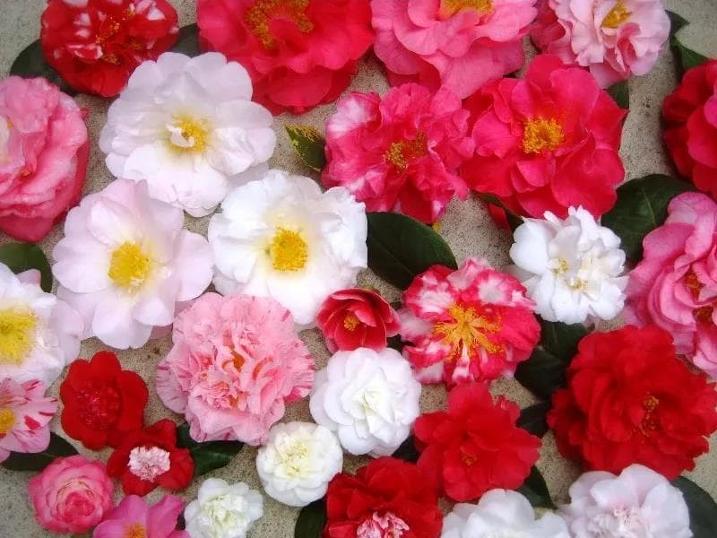 山茶花：品种特征与养护指南